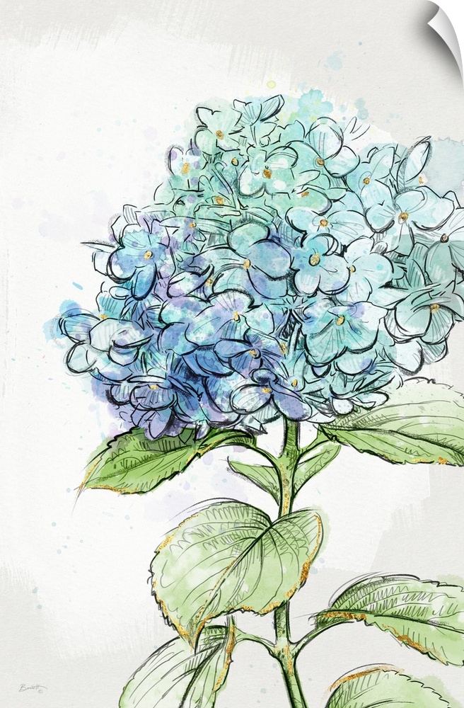 The popular periwinkle hydrangea is showcased here