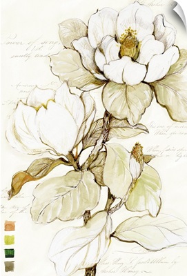 Magnolia Bloom 1