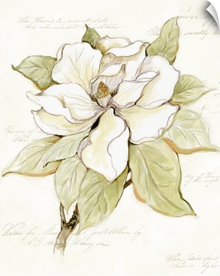 Magnolia Bloom 2