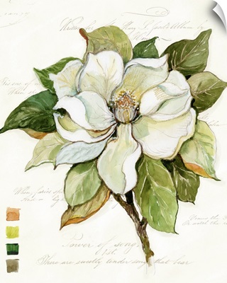 Magnolia Bloom 5