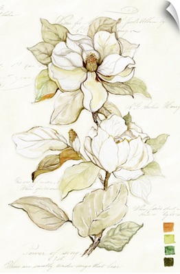 Magnolia Bloom 6