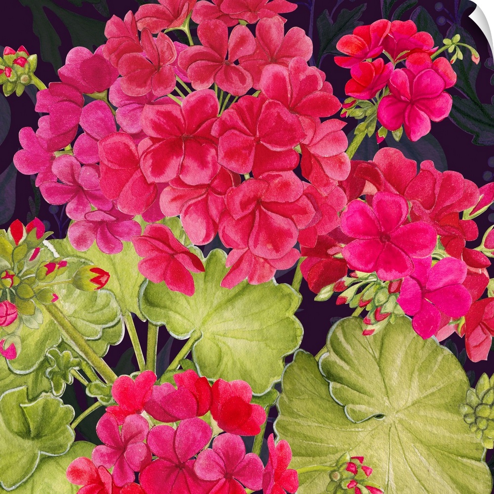 This richly colored geranium makes a striking design statement.