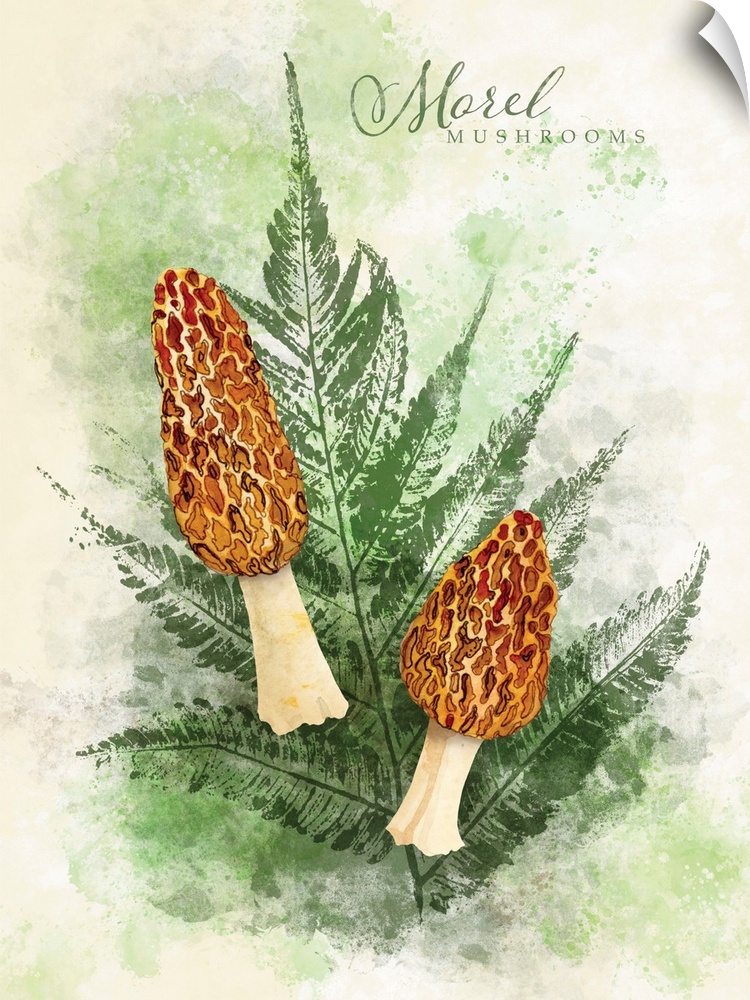 A lovely botanical treatment for the popular mushroom!