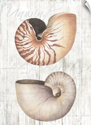 Nautilus Shells on Wood