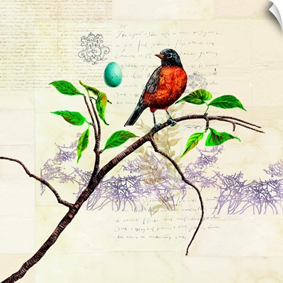Ornithology - Robin