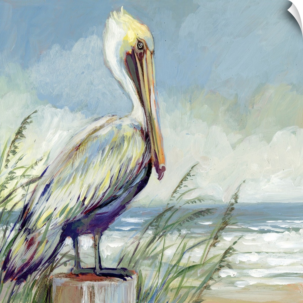 A striking pelican sits and watches the tide.