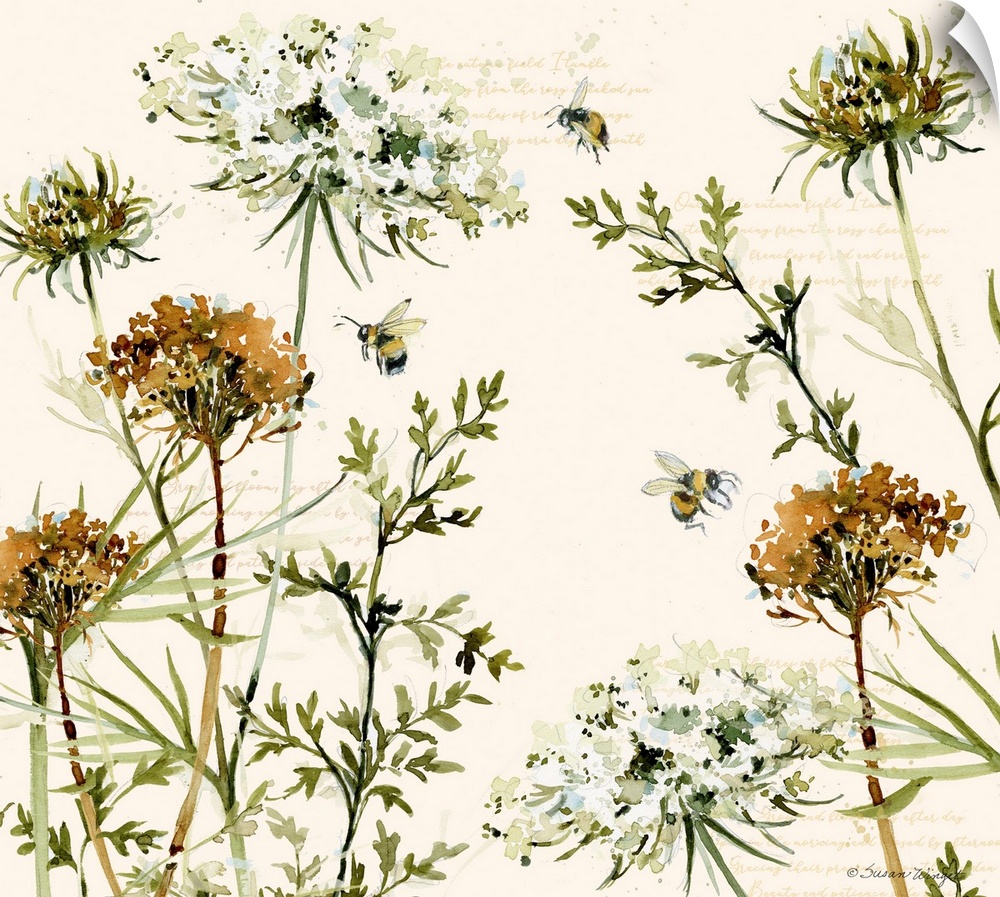A lovely botanical featuring the lovely Queen Anne's lace!