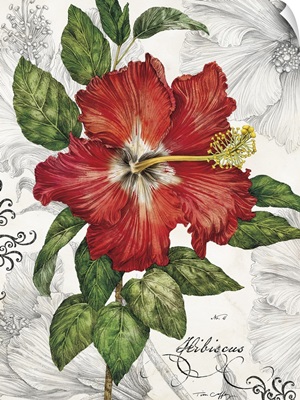 Red Hibiscus on White