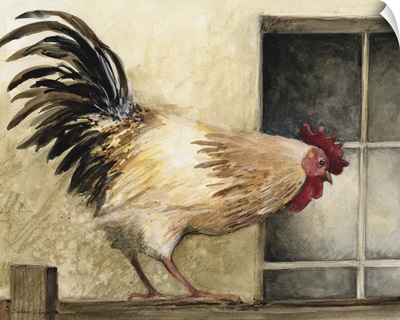 Rooster at Window
