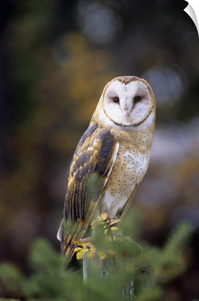 A barn owl on a fence post looking at camera.