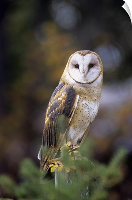 A barn owl on a fence post looking at camera