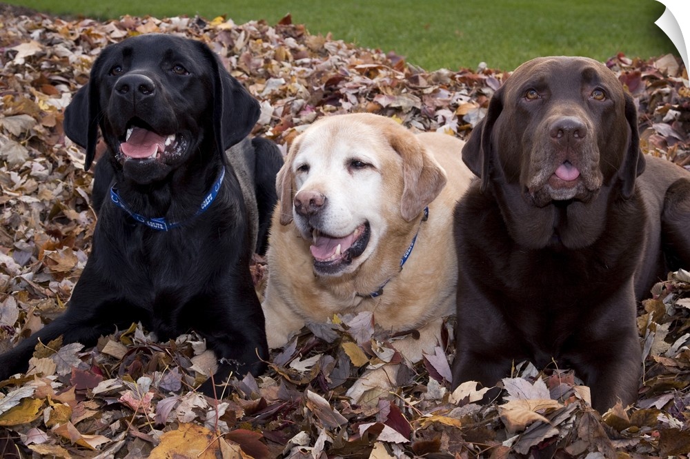 A black, yellow, and chocolate Labrador retriever dog trio in a pile of autumn leaves. (PR) Credit as: Wendy Kaveney / Jay...