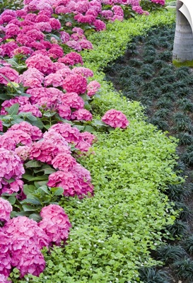 A boder of spring flowers, including hydrangea blooms
