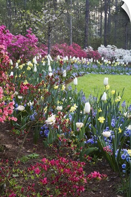 A border of spring flowers