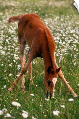 A brown Arabian foal eating grass amid white wildflowers