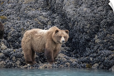 A Brown Bear Looking For Food At Low Tide, Muir Inlet, Glacier Bay