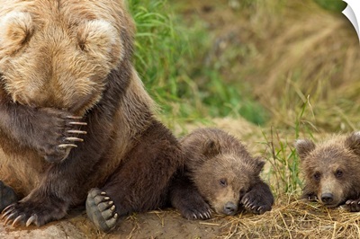 A Brown Bear Mother And Her Cubs, Grizzly Creek, Katmai National Park, Southwest Alaska