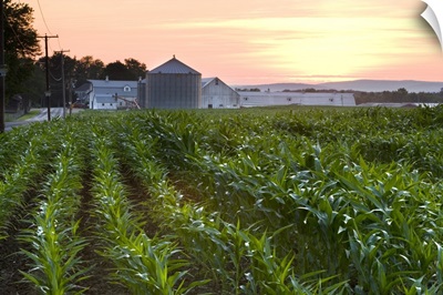 A cornfield on a farm in Hadley, Massachusetts. Sunset