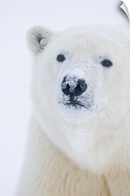 A curious polar bear cub on newly formed pack ice along the arctic coast