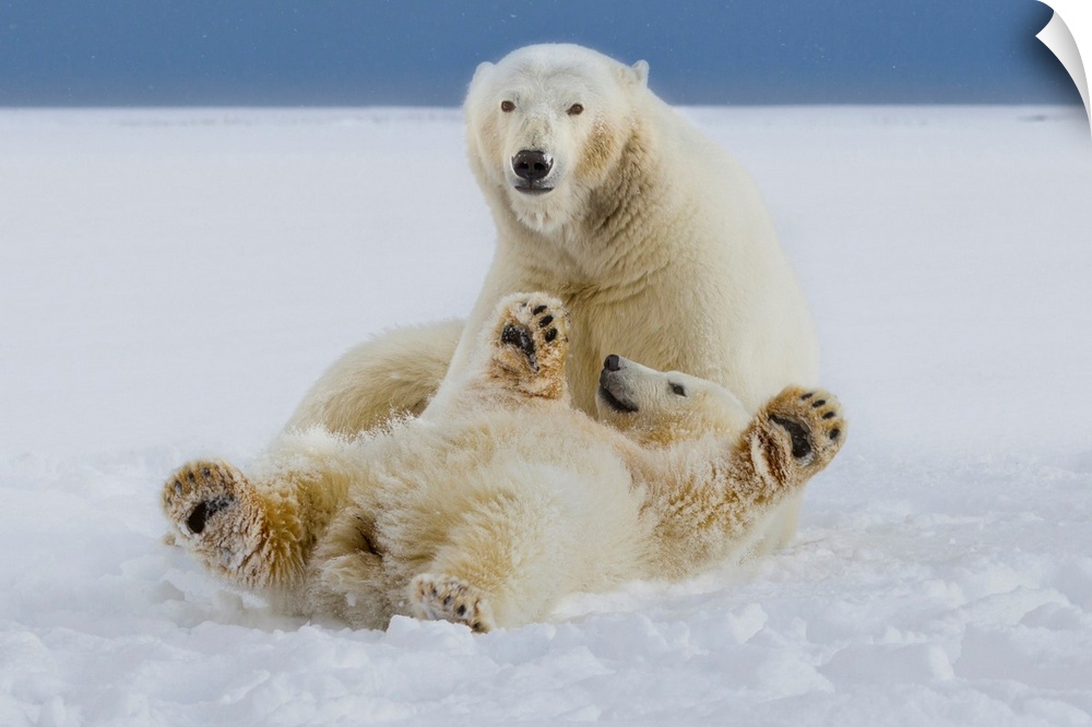 A female polar bear and her cub play in the snow at the edge of the Beaufort Sea ice pack, in ANWR, Northern Alaska.