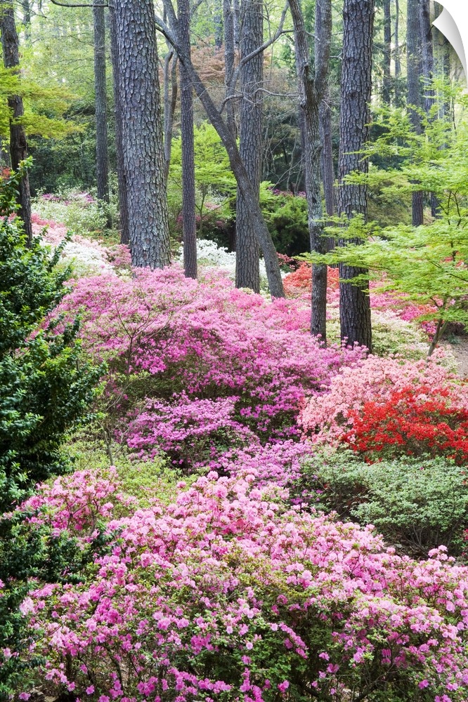 USA, Georgia, Pine Mountain. A forest of azaleas and rhododendrons.