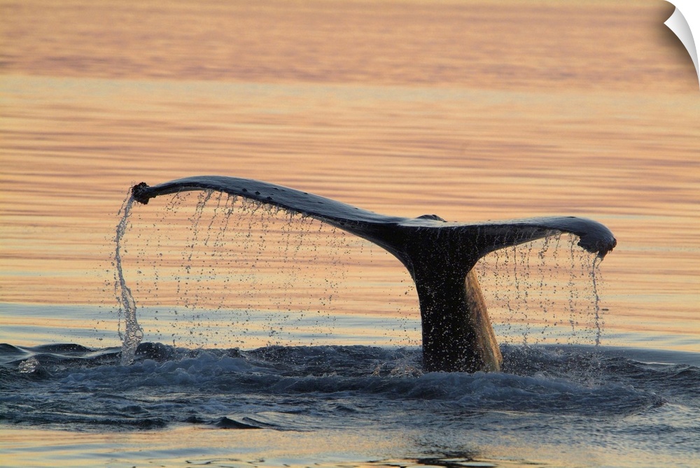 A humpback whale shows its flukes and a 'waterfall' as it sounds. United States, Alaska.