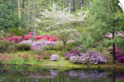 A mixture of dogwood and azaleas in the garden