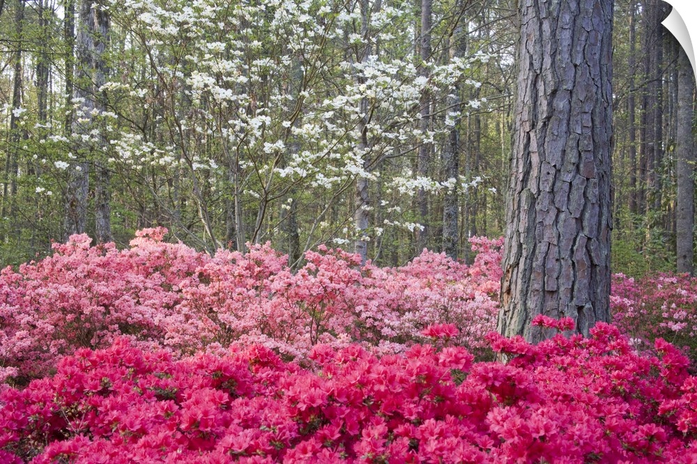 USA, Georgia, Pine Mountain. A mixture of dogwood and azaleas in the garden.