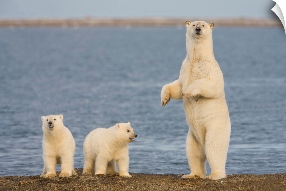 A pair of young polar bear cubs look around the beach on the Beaufort Sea while their mother stands to look for danger, on...