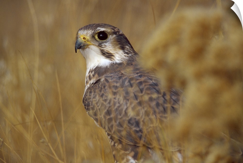 A Prairie Falcon (Falco mexicanus) CAPT