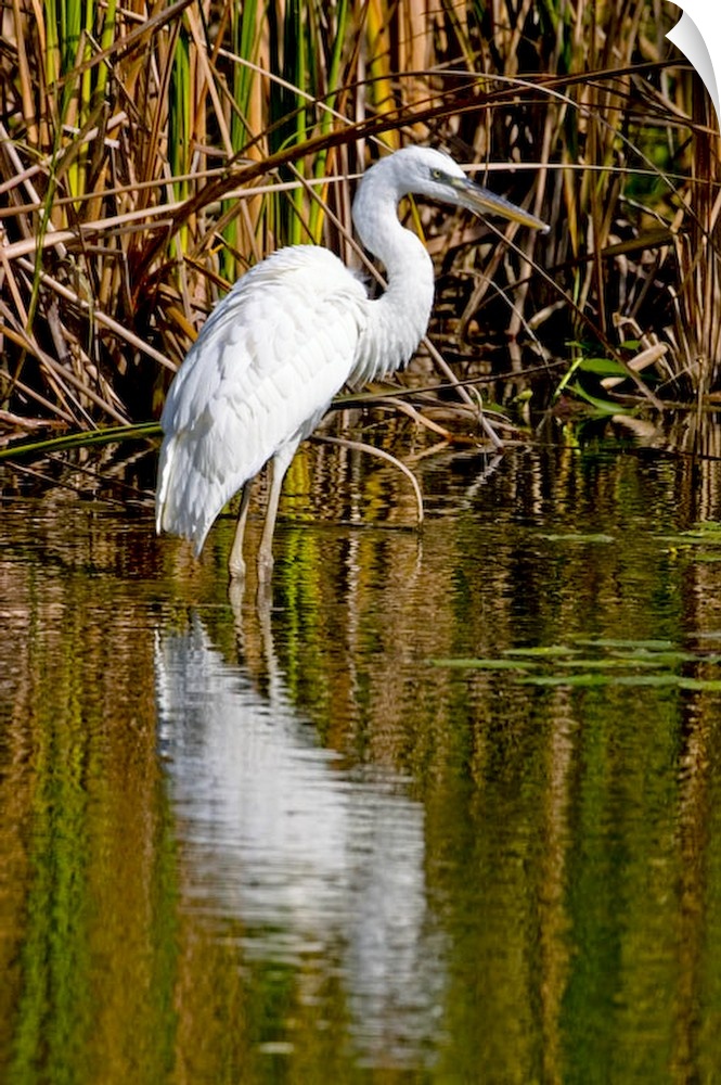 A rare great white heron in southern Florida carefully wades a shallow pond for fish and frogs to eat.