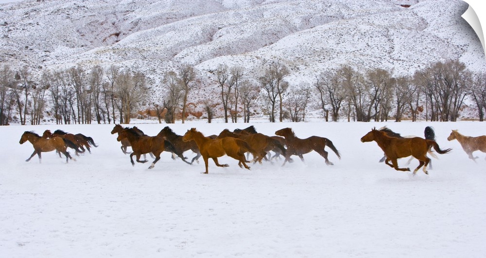 A winter scene of running horses on The Hideout Ranch in Shell, Wyoming.