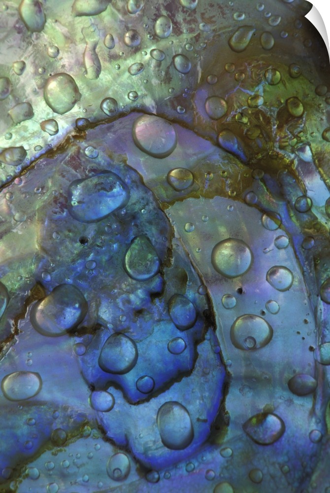 Abalone shell with water drops.