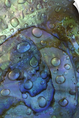 Abalone shell with water drops