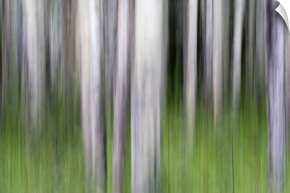 Abstract image of aspen trees in Glacier National Park.
