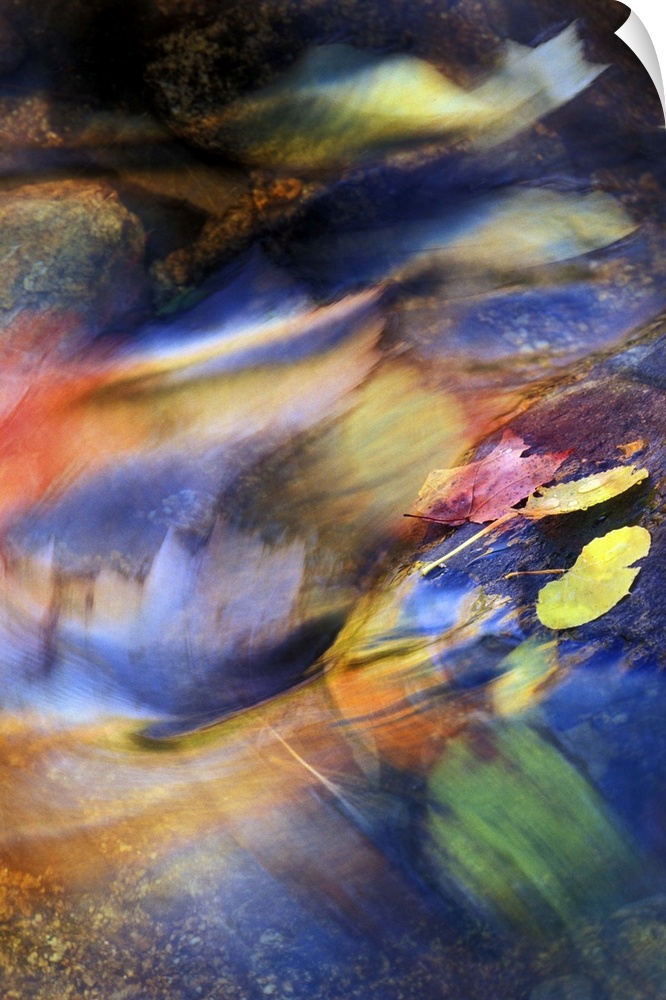 nature,Abstract of fall leaves rushing downstream