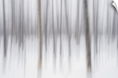Abstract Winter, Yellowstone