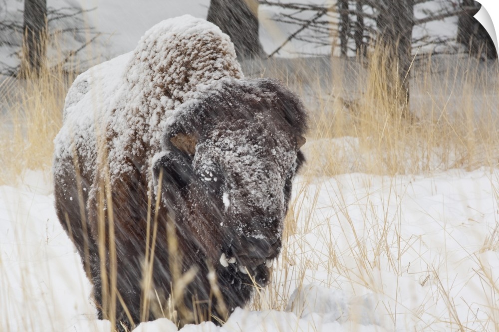 Adult bison bull in snowstorm at Yellowstone National Park.
