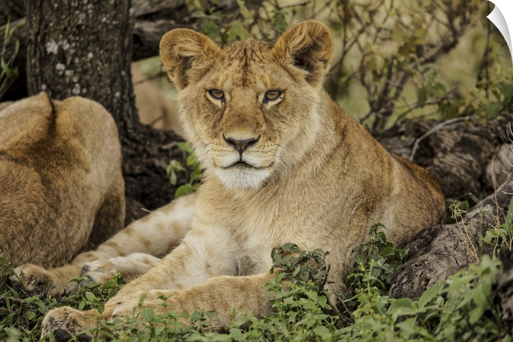 Sub adult lion resting in shade of tree with rest of the pride, Serengeti national park, Tanzania, Africa.