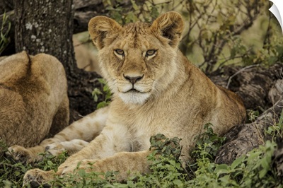 Adult Lion Resting In Shade Of Tree, Serengeti National Park, Tanzania, Africa
