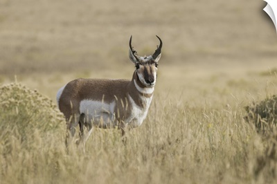 Adult Male Pronghorn, Yellowstone National Park, Wyoming