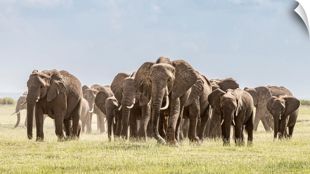 Africa, African elephant, Amboseli national park. Panoramic of front of elephant herd walking.