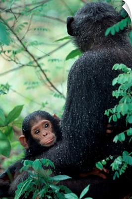 Africa, East Africa, Tanzania, Gombe National Park, Infant Chimpanzee With Mother