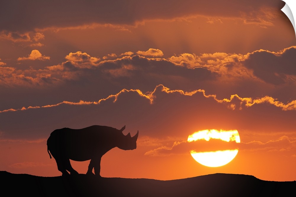 Africa, Kenya, Masai Mara Game Reserve. Composite of white rhino silhouette and sunset.