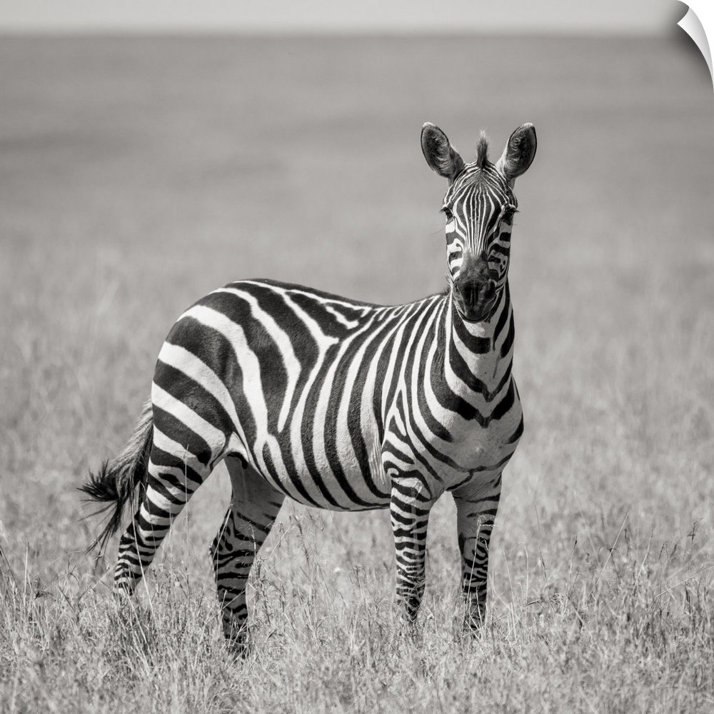 Africa, Kenya, Maasai mara national reserve. Close-up of lone zebra.