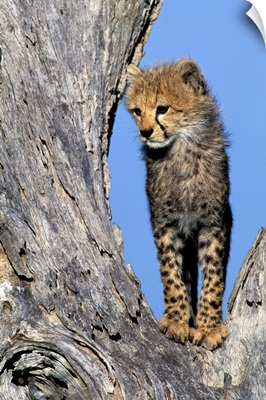 Africa, Kenya, Masai Mara Game Reserve. Cheetah Cub