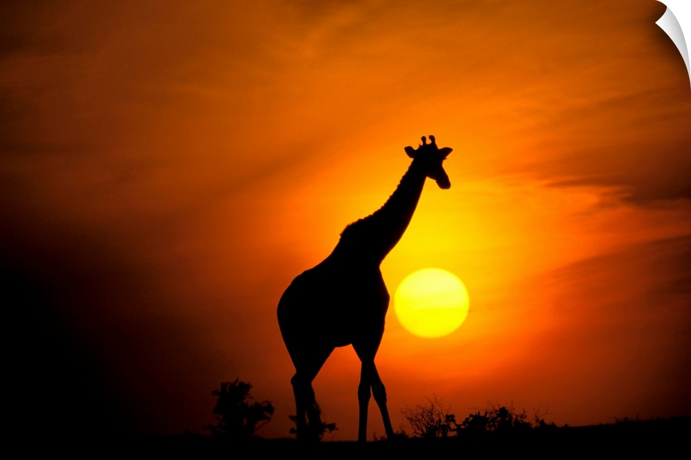 Africa, Kenya, Masai Mara. Giraffe .