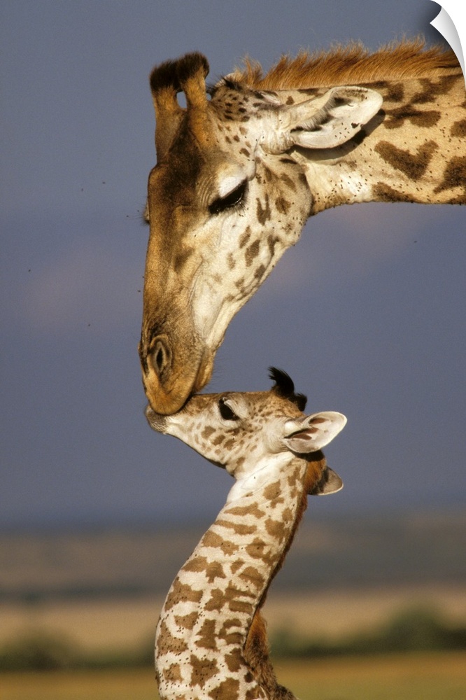 Africa, Kenya, Masai Mara. Giraffes (Giraffe camelopadalis).