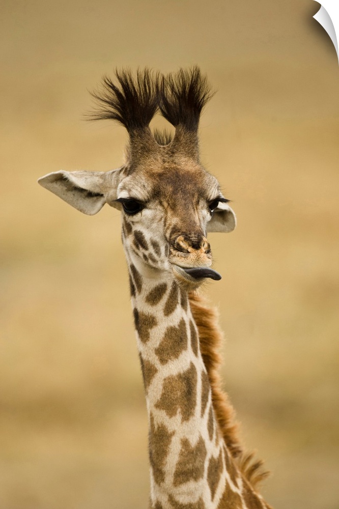 Africa, Kenya, Masai Mara GR, Upper Mara, Masai Giraffe, Giraffa camelopardalis tippelskirchi, portrait, licking lips.