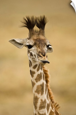 Africa, Kenya, Masai Mara GR, Upper Mara, Masai Giraffe